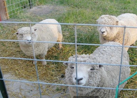 Caliente sumergido galvanizó la agricultura soldada con autógena de Mesh In Agriculture And Animal del alambre