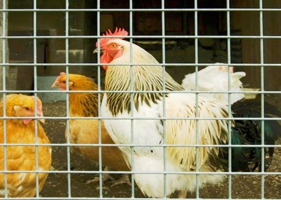 15m 20m 30m de acero inoxidable malla de alambre soldado utilizado como jaulas de aves de corral o cerca