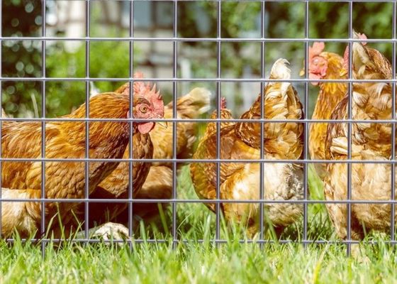 Malla de alambre soldado electrogalvanizado con rollo de 50 m de longitud y 0,5 m de ancho para cercados de animales